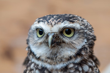 owl