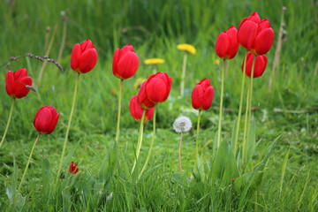 Tulpen