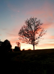 Beautiful sunset with silhouettes of trees