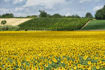 Country landscape near Castell'Arquato