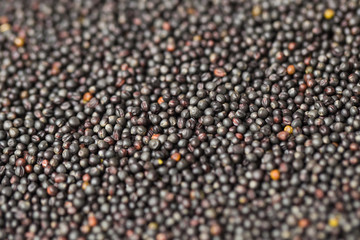 Macro rape seeds texture