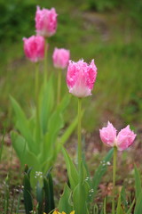 Obraz premium Tulpen