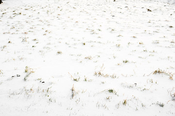 Field in snow, background