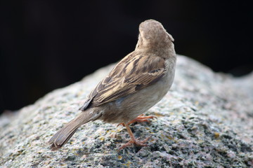Spatz