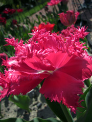 Tulips in the park