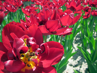Tulips in the park