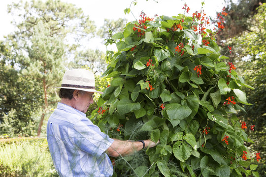 Runner beans in bloom, Bournemouth, County Dorset, UK, Europe
