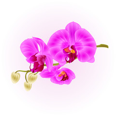 Orchid purple Phalaenopsis closeup stem with flowers and  buds   vintage  vector editable illustration hand draw