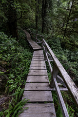 Fototapeta premium Dschungel