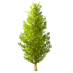Tree isolated on white background