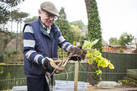 Senior man holding root vegetables in hands, Bournemouth, County Dorset, UK, Europe
