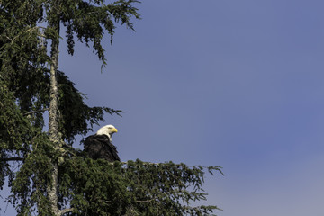 Weißkopfseeadler