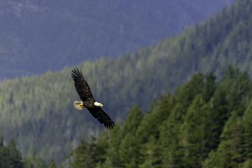 Weißkopfseeadler