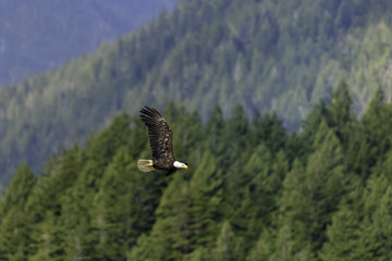 Weißkopfseeadler