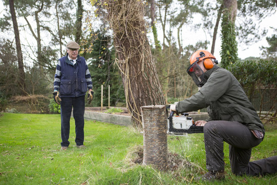 Cutting down a tree, Bournemouth, County Dorset, UK, Europe