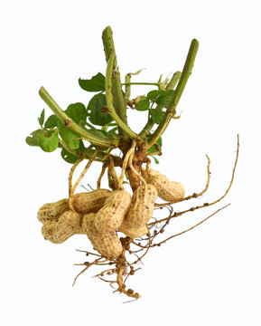 Peanut tree isolated on white background. This has clipping path.