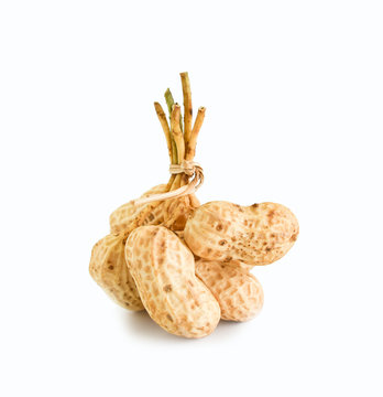 Peanut tree isolated on white background. This has clipping path.