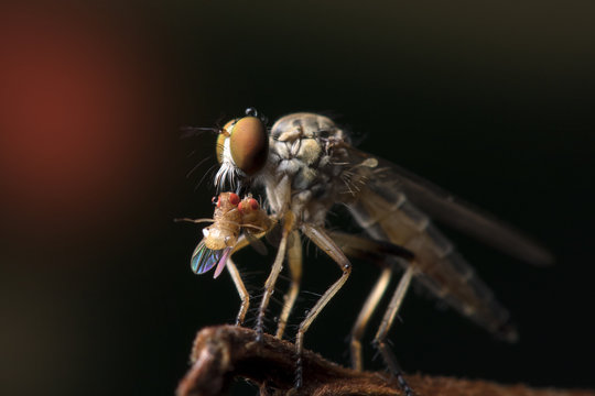 The Robber fly close up in Thailand and Southeast Asia.