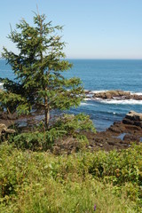 Tree Lined Rocky Coast