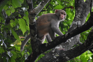 Monkey