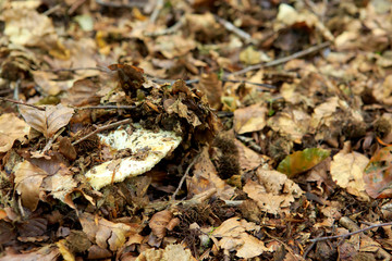 Mushroom in the autumn forest.