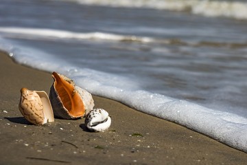 composition of sea shells on the seashore lie on the sand and are washed by surf waves