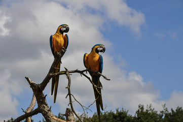 Two blue and yellow Ara sitting together