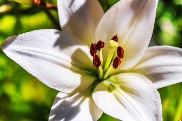 white Lily flowers in summer garden. background floral