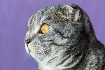 closer look of the Scottish fold cat on a purple background. portrait