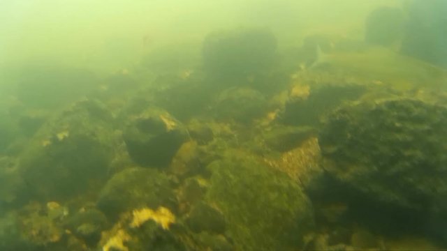 grayling under water