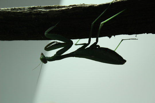 PrayMantis