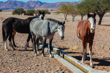 Horses in the desert