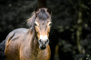 Wild Exmoore pony