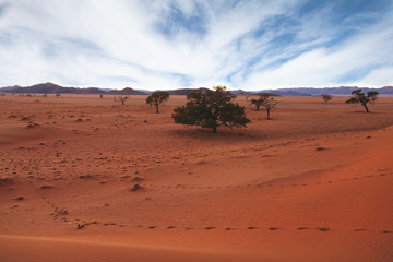 Fototapeta na wymiar Namibia desert , Veld, Namib 