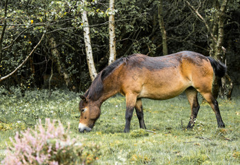 Wild Exmoore pony