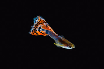 Colorful male guppy isolated on black background