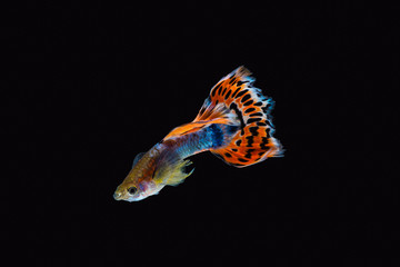 Fototapeta premium Colorful male guppy isolated on black background