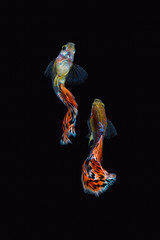 Colorful male guppy isolated on black background
