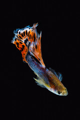 Colorful male guppy isolated on black background