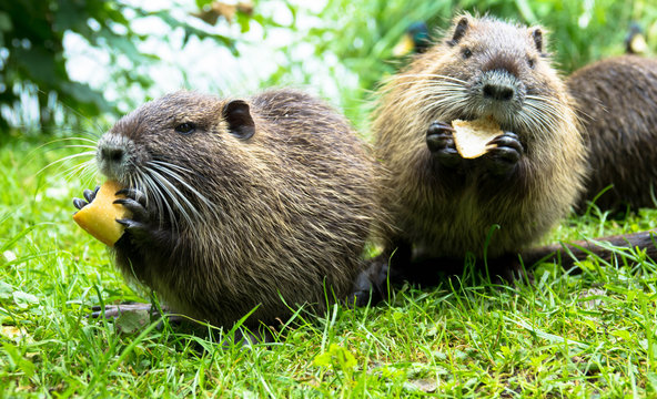 Zwei Nutria Babys