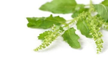Holy basil on white background - isolated