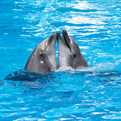 Funny dolphins in the pool during a show at a zoo