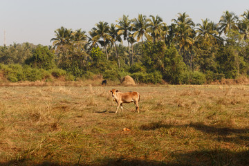 A cow in a meadow. Calf. India. In field. Livestock. On the farm. Calf grazing in a meadow.