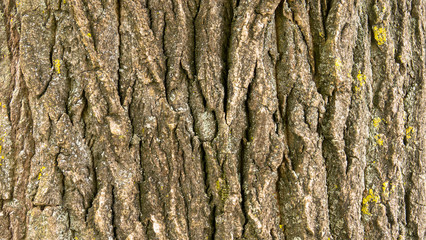 Hintergrund, Baumrinde 
