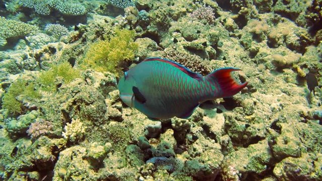 Male Daisy parrotfish Chlorurus sordidus is looking for food among the corals in Red Sea