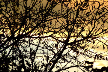 Sunset with branches in an orange sky. Chaotic natural pattern made by branches. Asymmetric pattern
