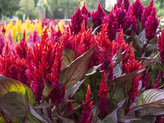 Red and green image of flowers and leaves