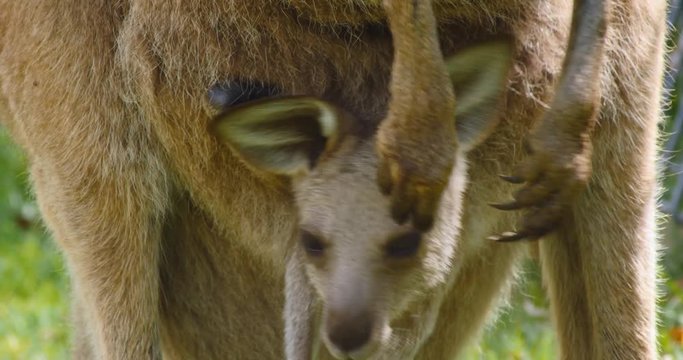Eastern grey kangaroo joey marsupial wildlife native to Australia