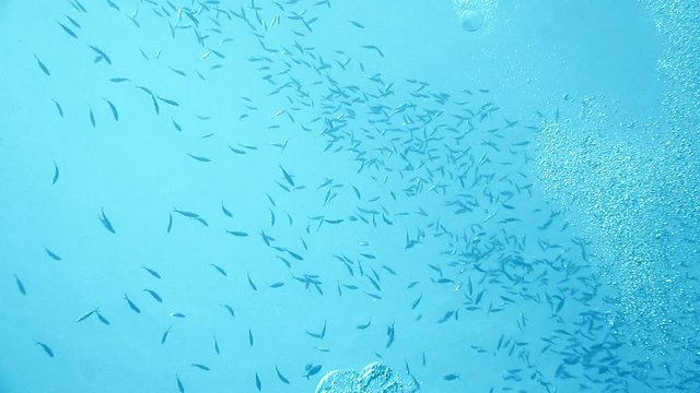 A school of striped Mackerel feeding in the Red Sea
