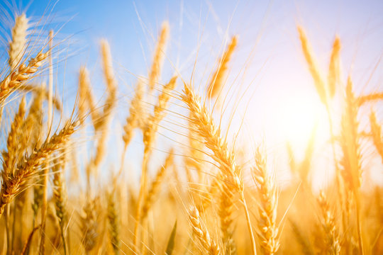 Photo of ripe wheat in field